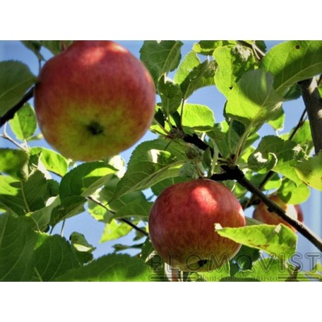 Gubbäpple  I-III(IV)