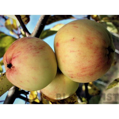 Pekkala I-IV(V) Pekkala I-IV(V)