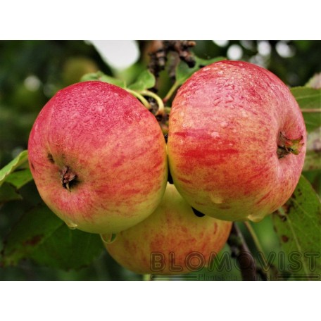 Ranta-Aho Delikatess I-V Ranta-Aho Delikatess I-V