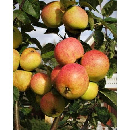 Sockermiron I-V Sockermiron I-V