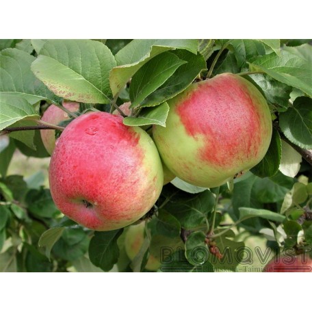 Talvikki I-IV Talvikki I-IV