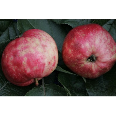 Wallin I-IV Wallin I-IV