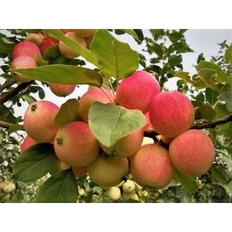 Zao Hong I-IV Zao Hong I-IV