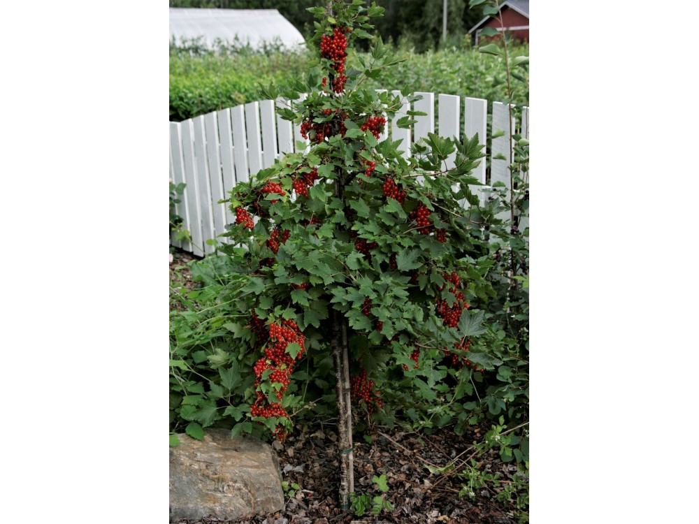 vinbär på stam