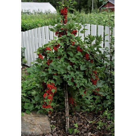 Röda vinbär på stam Röda vinbär på stam