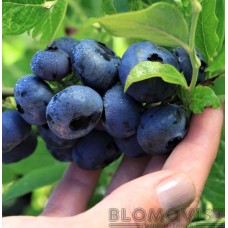 Buskblåbär, Amerikanska blåbär