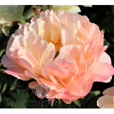 Hybridpion jumbo Hybridpion jumbo