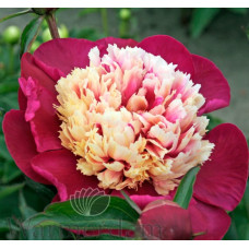 Luktpion jumbo Luktpion jumbo