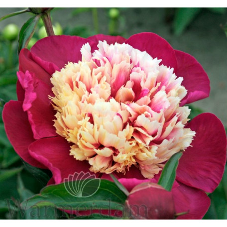 Luktpion jumbo Luktpion jumbo