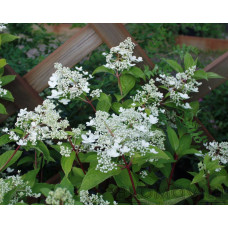 Mustilahortensia
