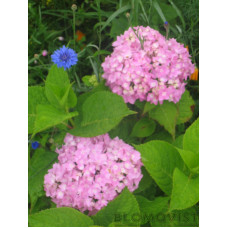 Vidjehortensia