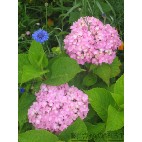 Vidjehortensia