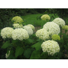 Vidjehortensia