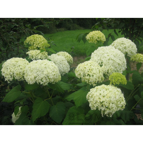 Vidjehortensia