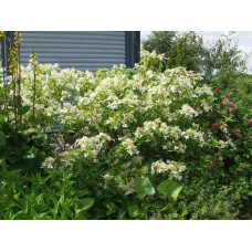 Tidig syrenhortensia
