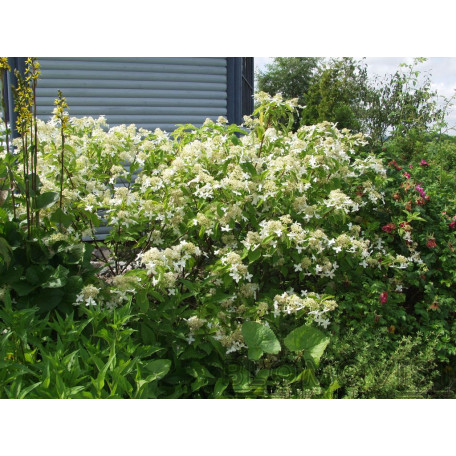 Tidig syrenhortensia