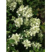 Tidig syrenhortensia