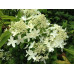 Tidig syrenhortensia