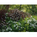 Smällspirea