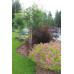 Smällspirea