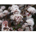 Smällspirea