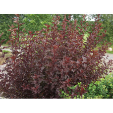 Smällspirea