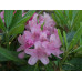 Finsk rododendron