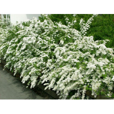 Brudspirea (10 st/knippe)