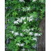 Alpklematis