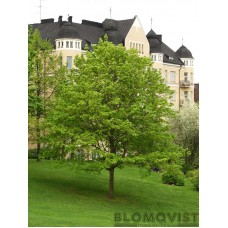 Skogslönn