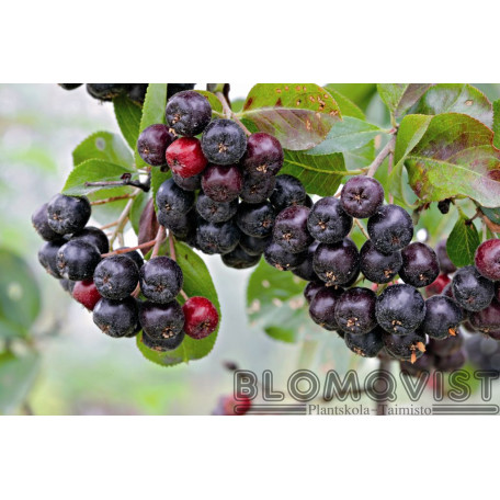 Svartaronia (10 st/knippe)