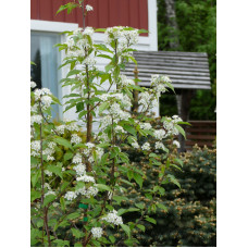 Amerikanskt häggkörsbär