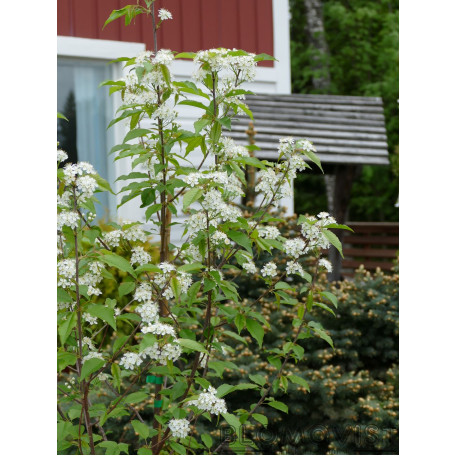 Amerikanskt häggkörsbär