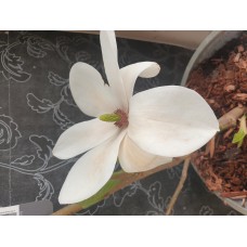 Praktmagnolia