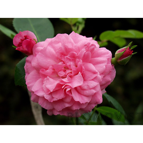 Morden Belle