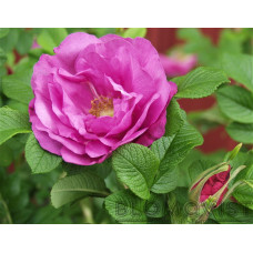 Rosa `Charles Albanel`