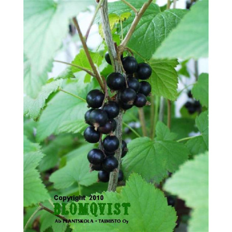 Svarta vinbär Hildur