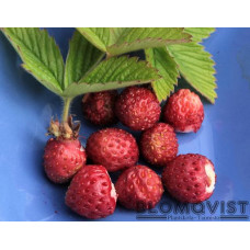 Parksmultron Parksmultron