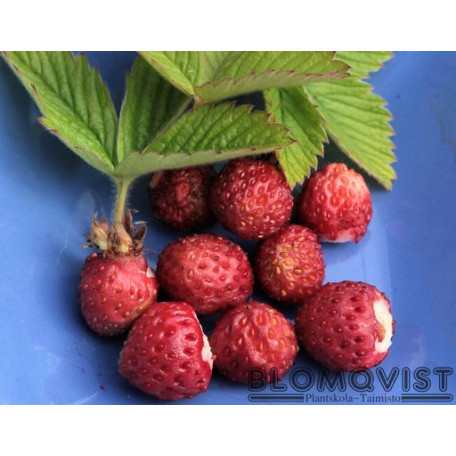 Parksmultron Parksmultron