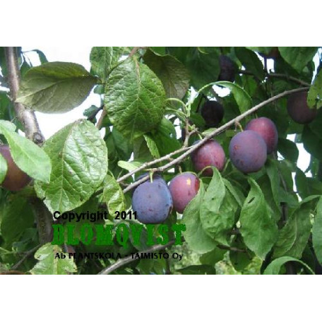 Liisu I-II(III) Liisu I-II(III)