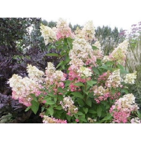 Hortensia jumbo Hortensia jumbo