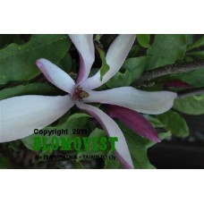 Praktmagnolia(Flickmagnolia)