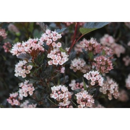 Rödbladig smällspirea