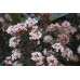 Rödbladig smällspirea