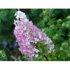 Vipphortensia