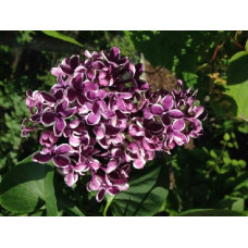 Ädelsyren Ädelsyren