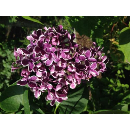 Ädelsyren Ädelsyren