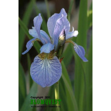 Strandiris Strandiris