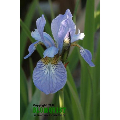 Strandiris Strandiris