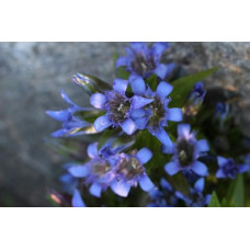 Kaukasisk fransgentiana